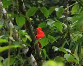 Manu National Park Cloud Forest & Rainforest