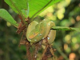 Amazon Alive XL Experience Jungle and Relax in Paradise