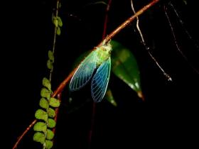 Manu National Park Cloud Forest Amazon Rainforest