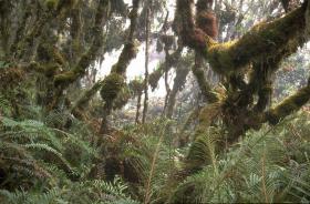 Manu National Park Cloud Forest Mountain Bike Tour