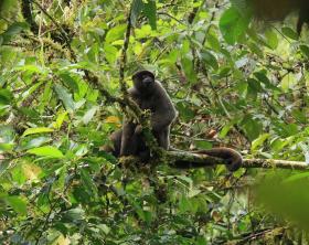 Manu National Park Cloud Forest