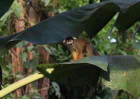 Discovering the Rainforest